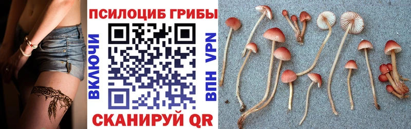 Псилоцибиновые грибы прущие грибы  shop клад  Юрьевец  купить  